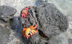 Colorful Crabs on Galapagos Island, April 2011